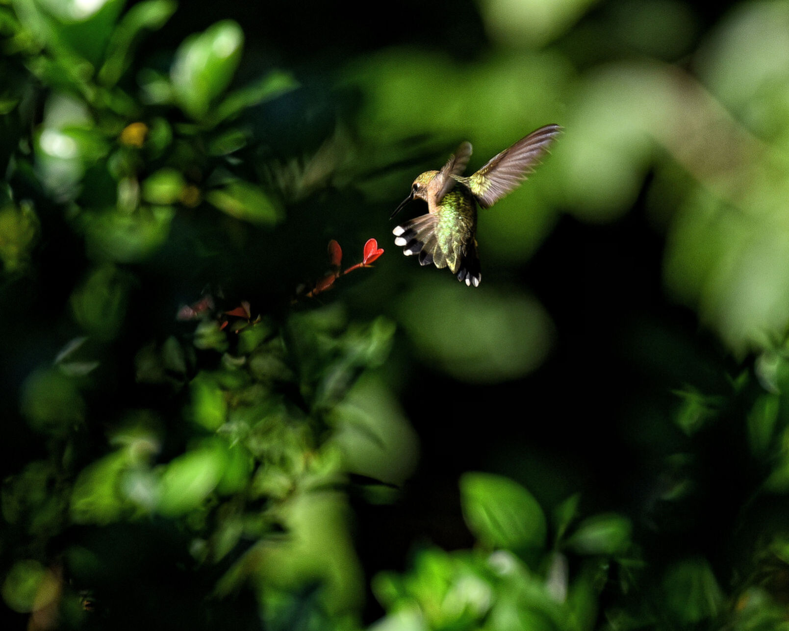 Humming